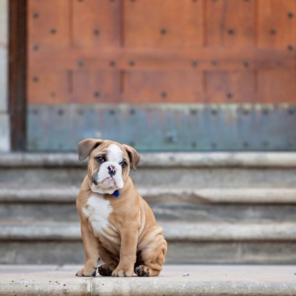 Meet your Posher, muttmomma - Picture 4 of 8